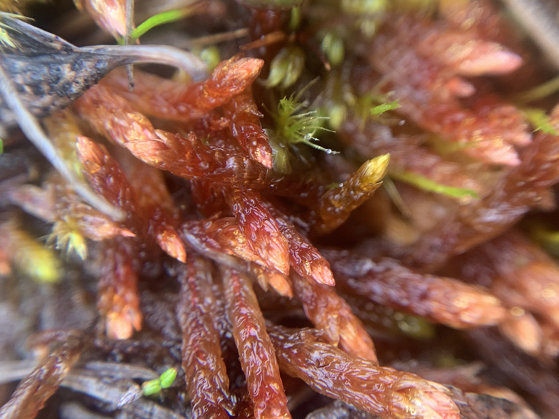 Orthothecium chryseon var. cochleariifolium